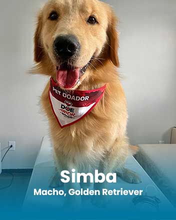 carrossel_0001_Simba, Macho, Golden Retriever