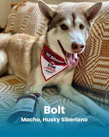 carrossel_0003_Bolt, Macho, Husky Siberiano