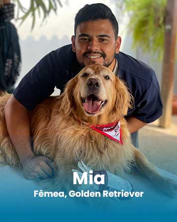 carrossel_0004_Mia, Fêmea, Golden Retriever