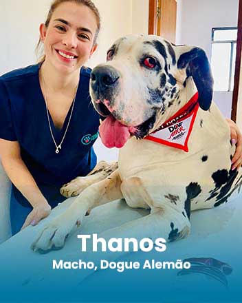 carrossel_0006_Thanos, Macho, Dogue Alemão