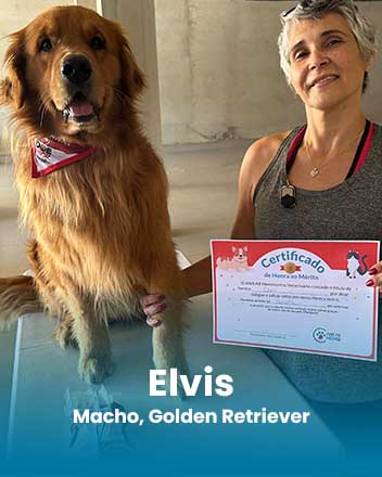 carrossel_0010_Elvis, Macho, Golden Retriever