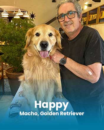 carrossel_0012_Happy, Macho, Golden Retriever