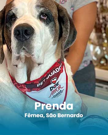 carrossel_0013_Prenda, Fêmea, São Bernardo