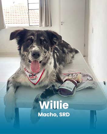 carrossel_0014_Willie, Macho, SRD