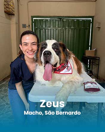 carrossel_0015_Zeus, Macho, São Bernardo